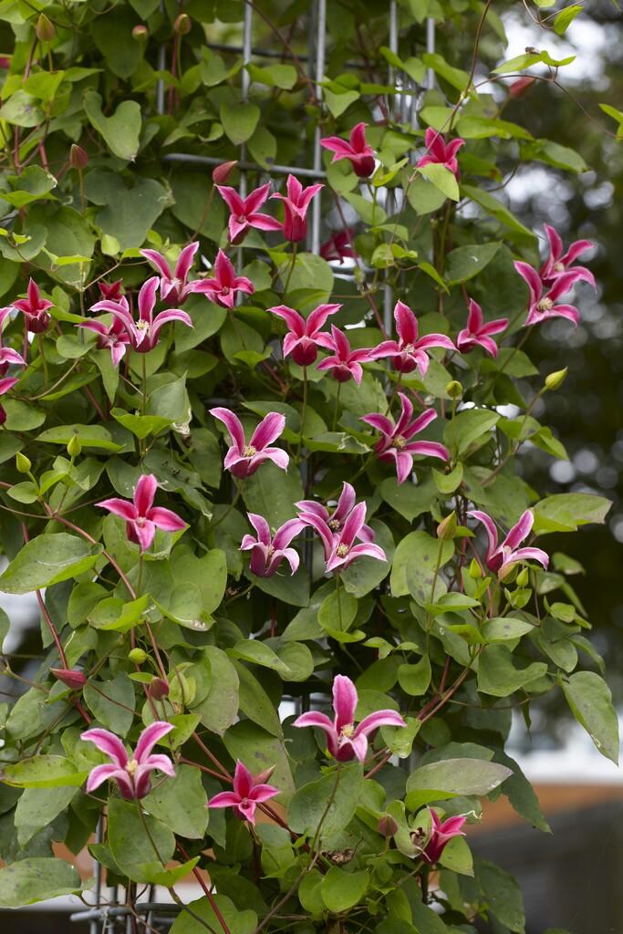 clematis 'Princess Diana'