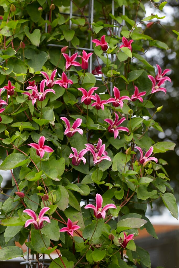 clematis 'Princess Diana'