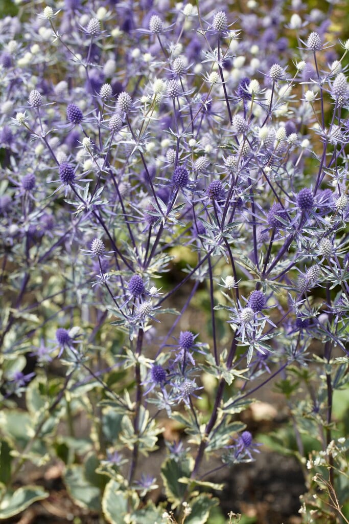 blue eryngo 'Jade Frost'