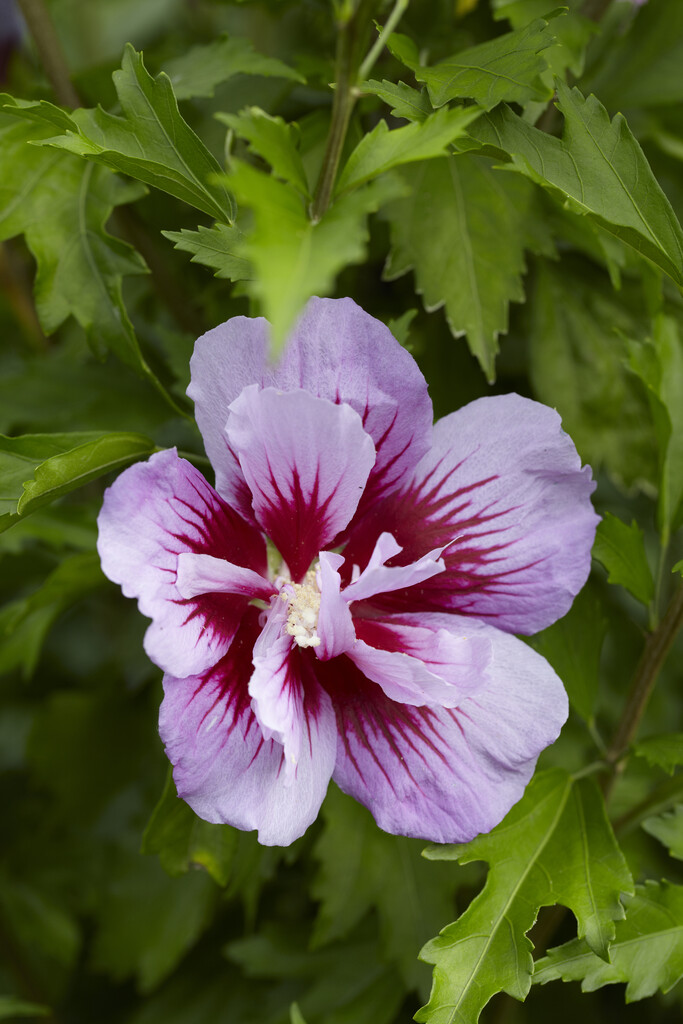 rose of Sharon [Purple Pillar]