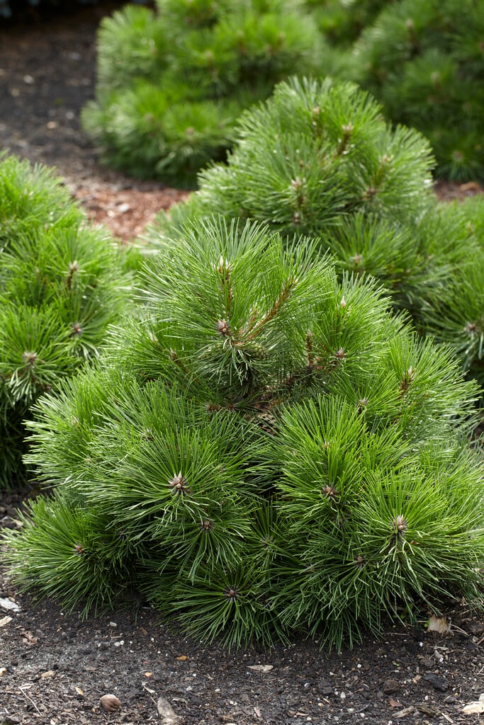 Pinus mugo &Gnom& | dwarf mountain pine &Gnom& Conifers/RHS Gardening
