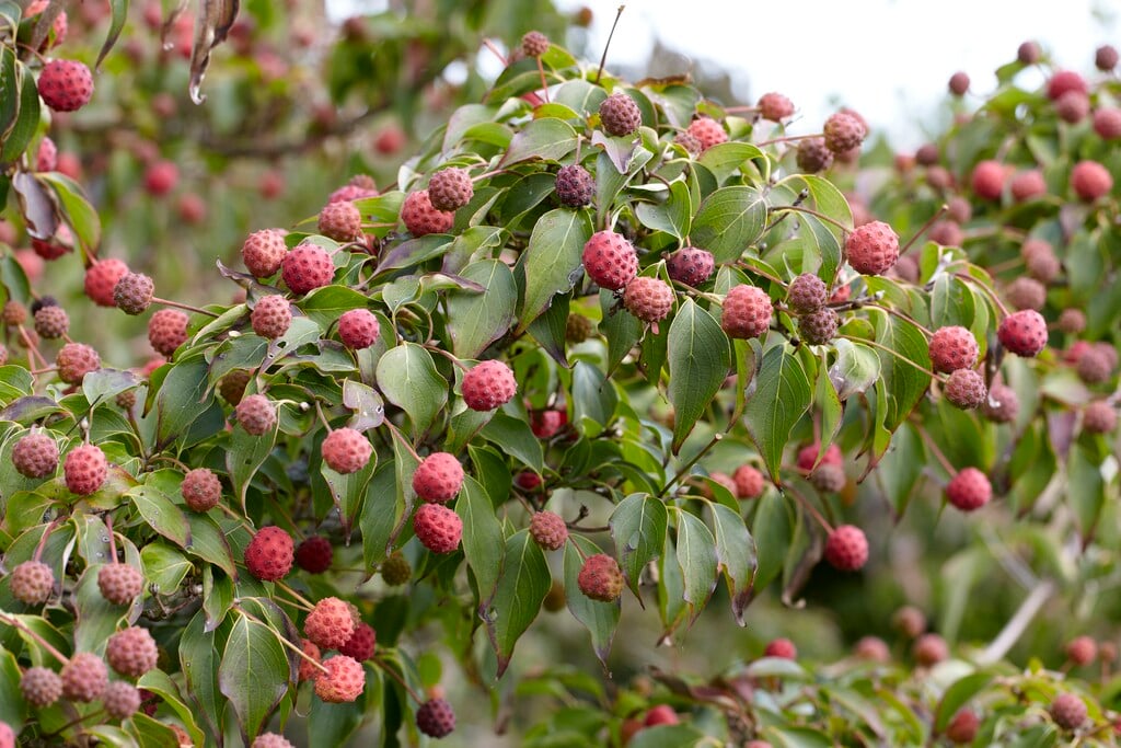 kousa 'Big Apple'