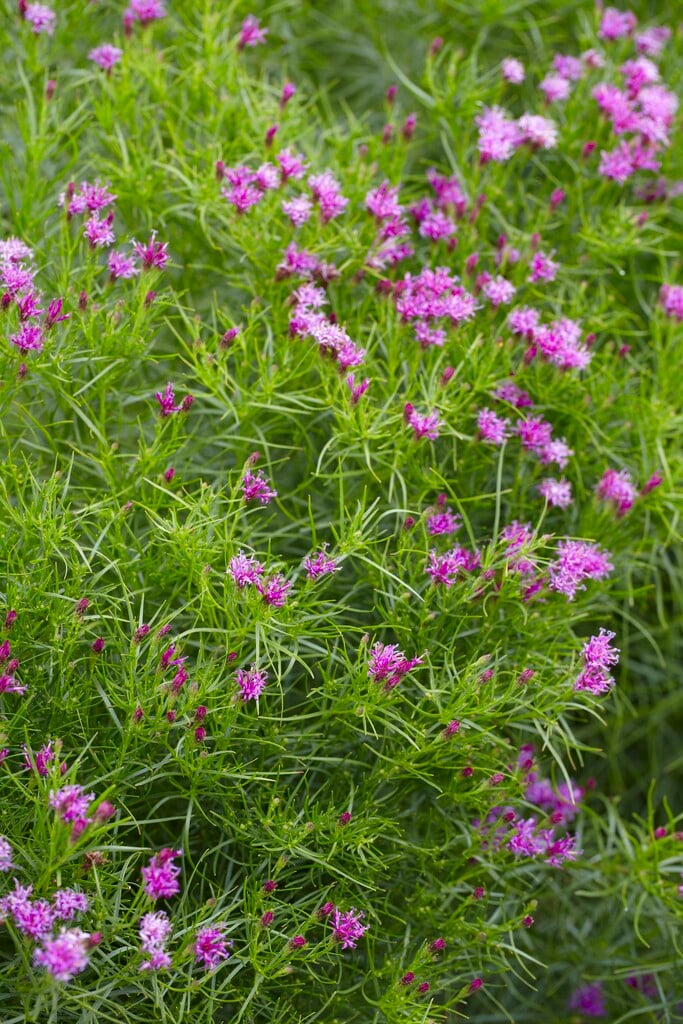 <i>Vernonia</i> <i>lettermannii</i> 'Iron Butterfly'