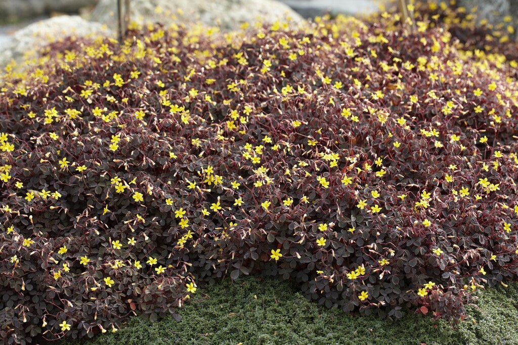 <i>Oxalis</i> <i>corniculata</i> var. <i>atropurpurea</i>