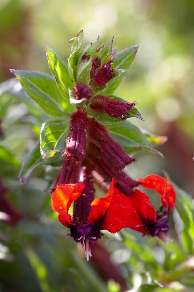 <i>Cuphea</i> <i>llavea</i>