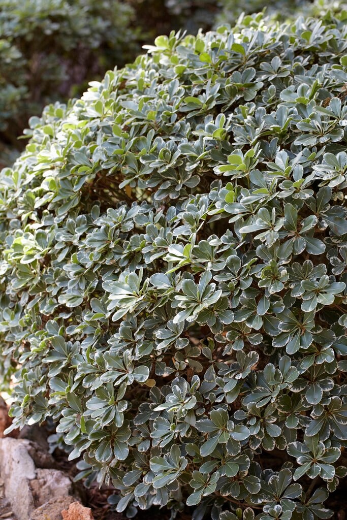 <i>Pittosporum</i> <i>crassifolium</i> 'Variegatum' (v)