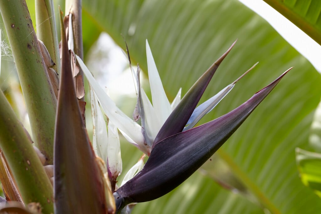 <i>Strelitzia</i> <i>alba</i>