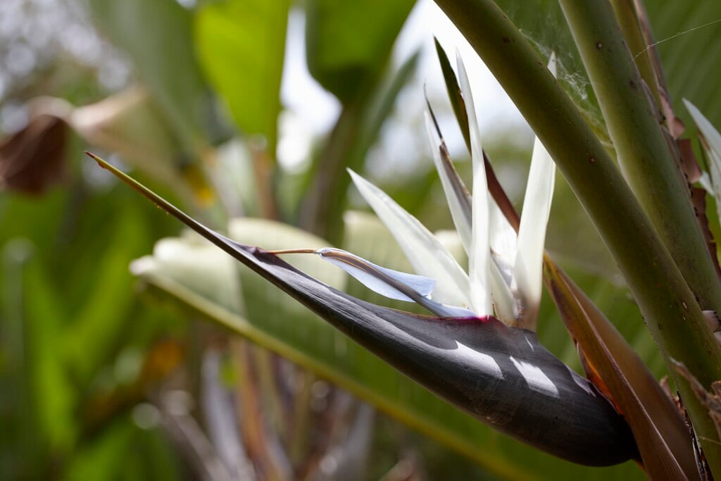 <i>Strelitzia</i> <i>alba</i>