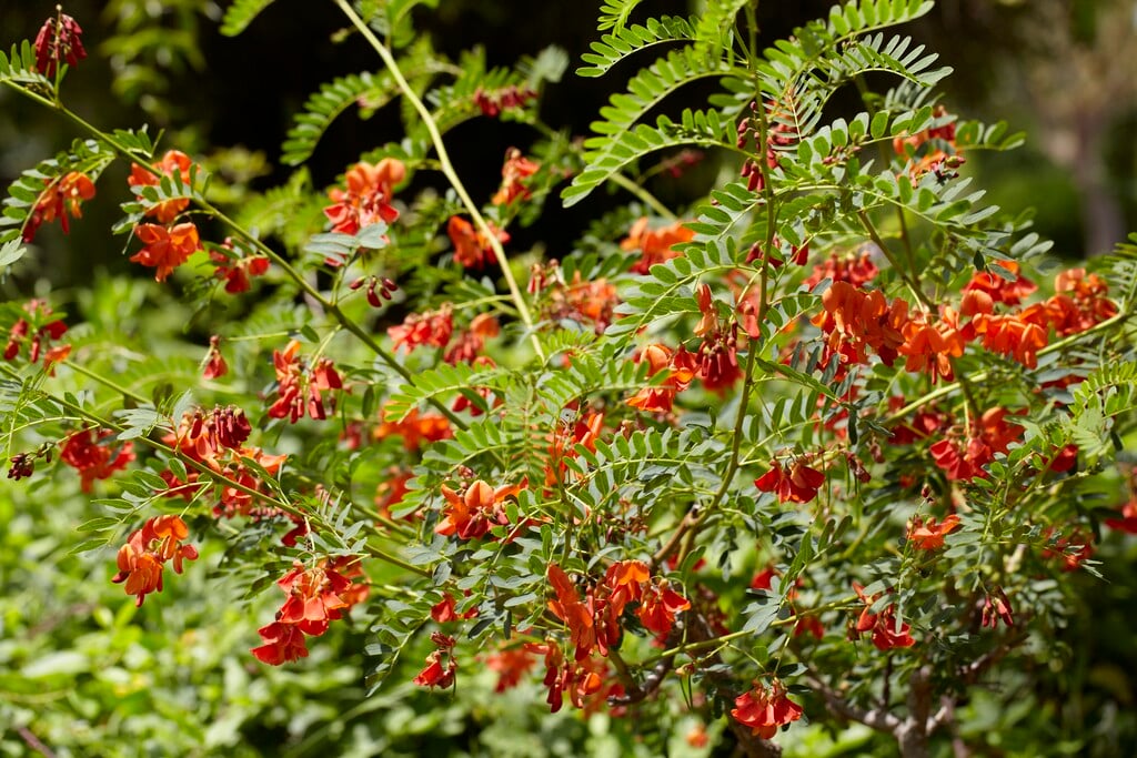 <i>Sesbania</i> <i>punicea</i>