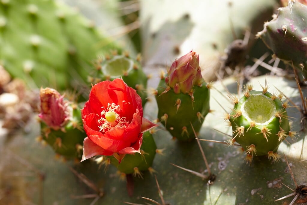 <em>Opuntia</em> <em>bergeriana</em>