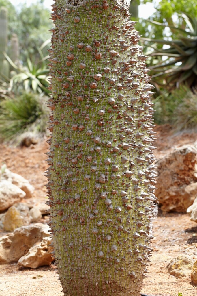 floss silk tree