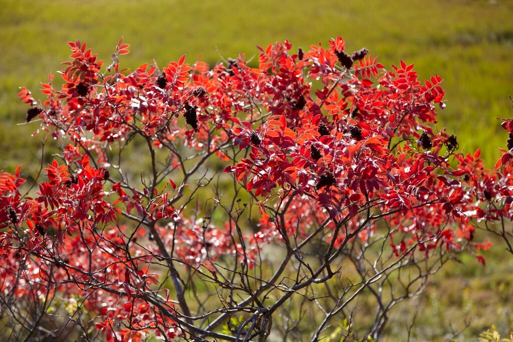 dwarf sumac