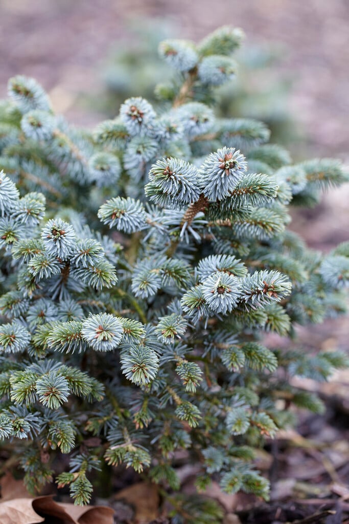 Sitka spruce 'Silberzwerg'