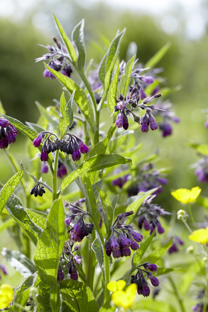 common comfrey