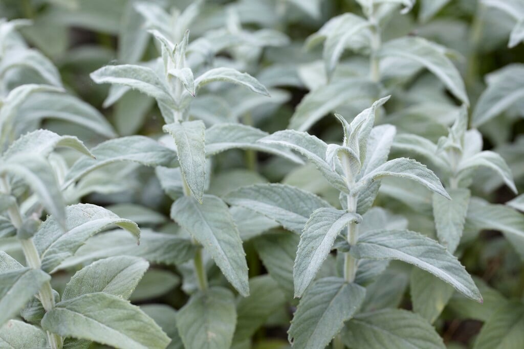 horse mint buddleia mint group