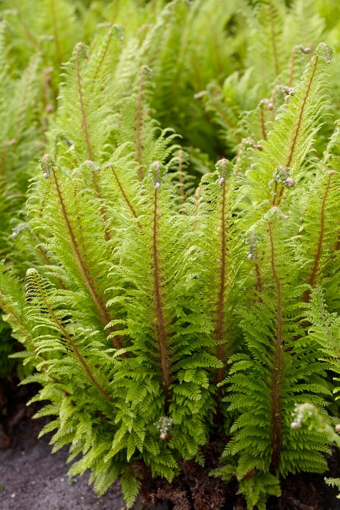 soft shield fern 'Dahlem'