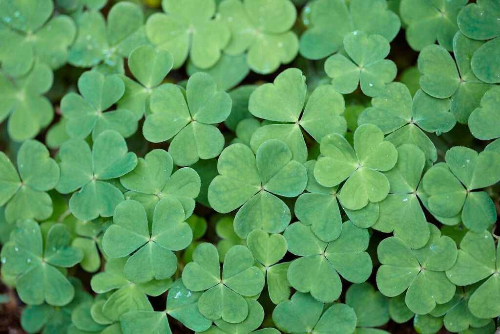 common wood sorrel