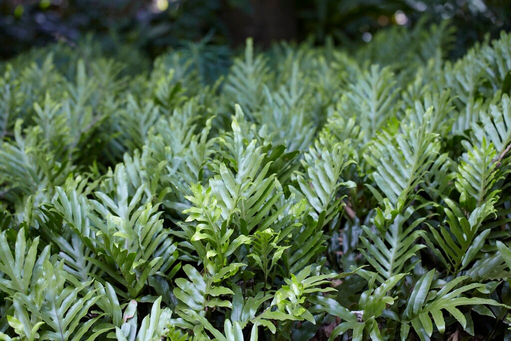 scented polypody