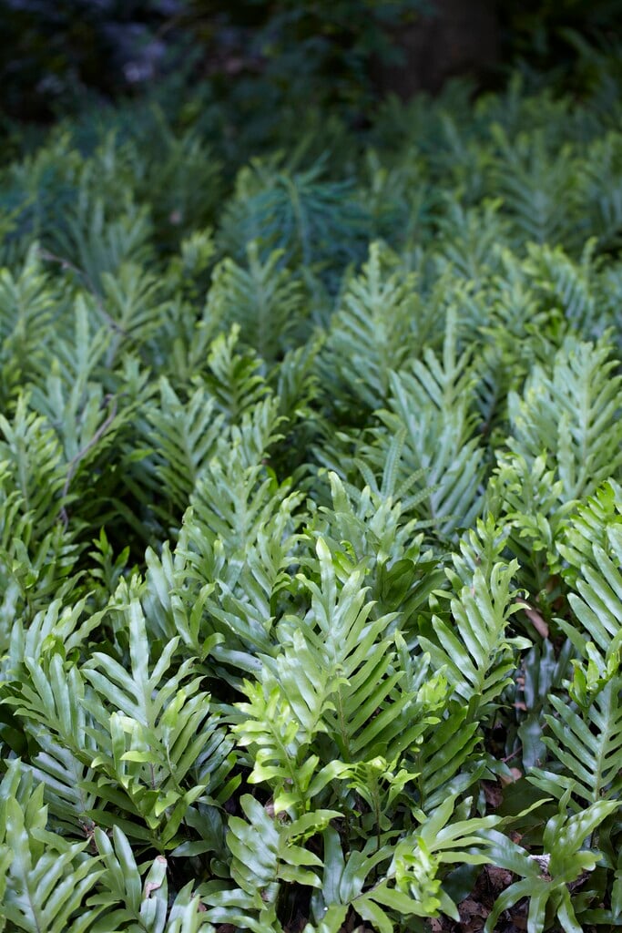 scented polypody