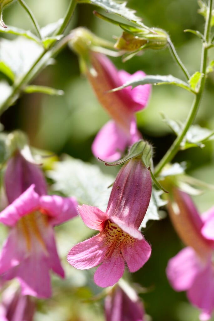 Beverley bells