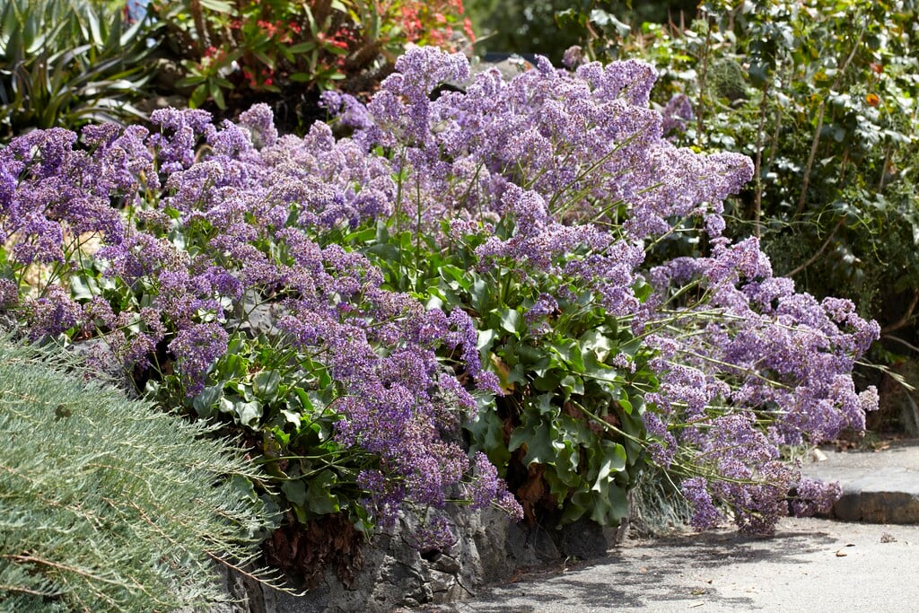 <i>Limonium</i> <i>perezii</i>