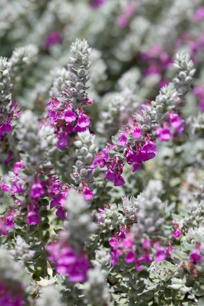 cat thyme