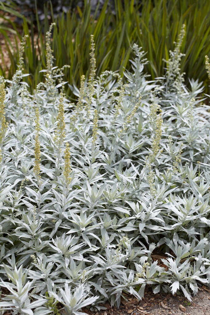western mugwort 'Valerie Finnis'