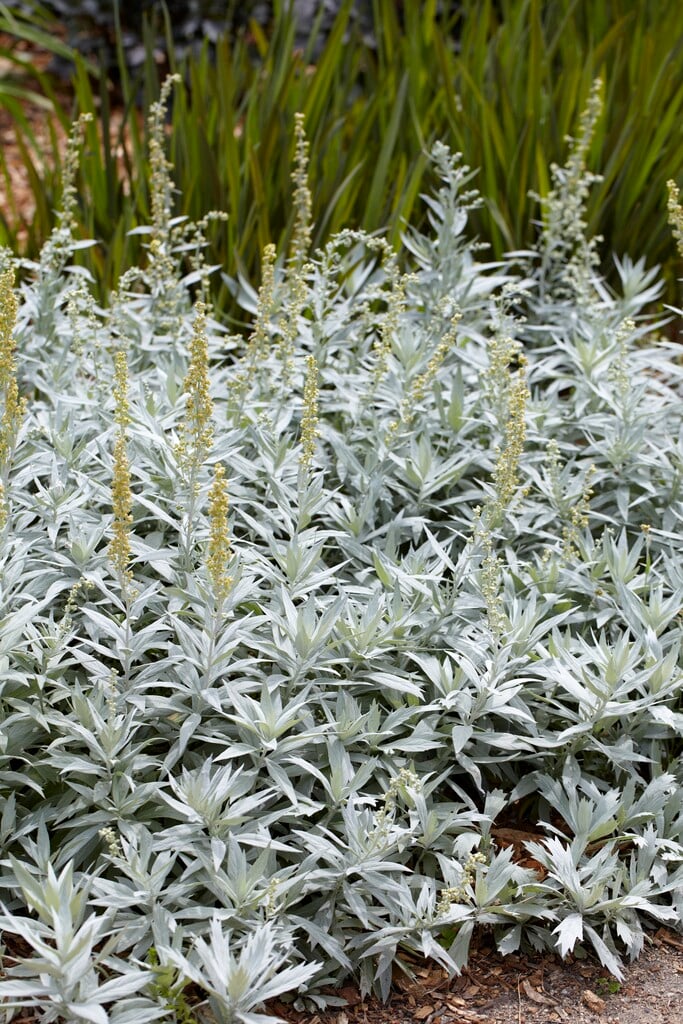western mugwort 'Valerie Finnis'