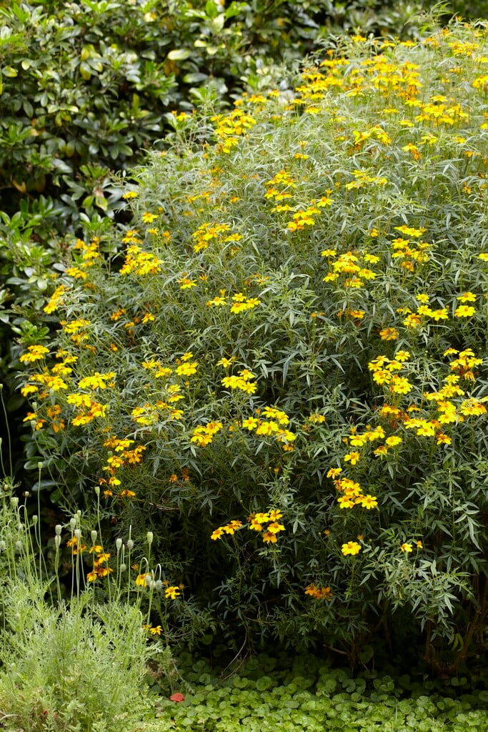 <i>Tagetes</i> <i>lemmonii</i>