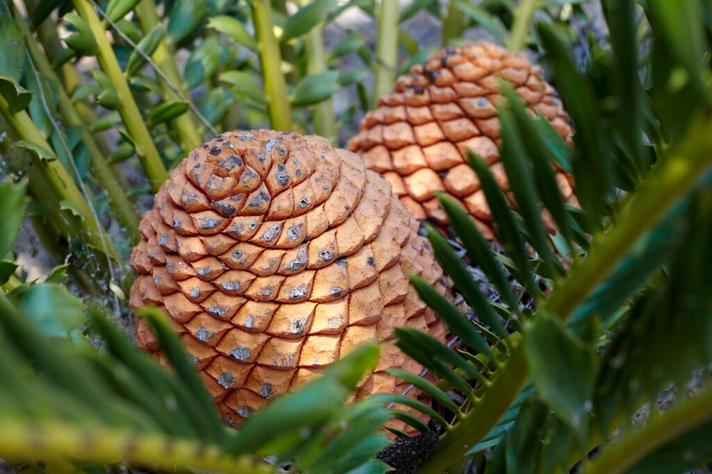 holly-leaved cycad