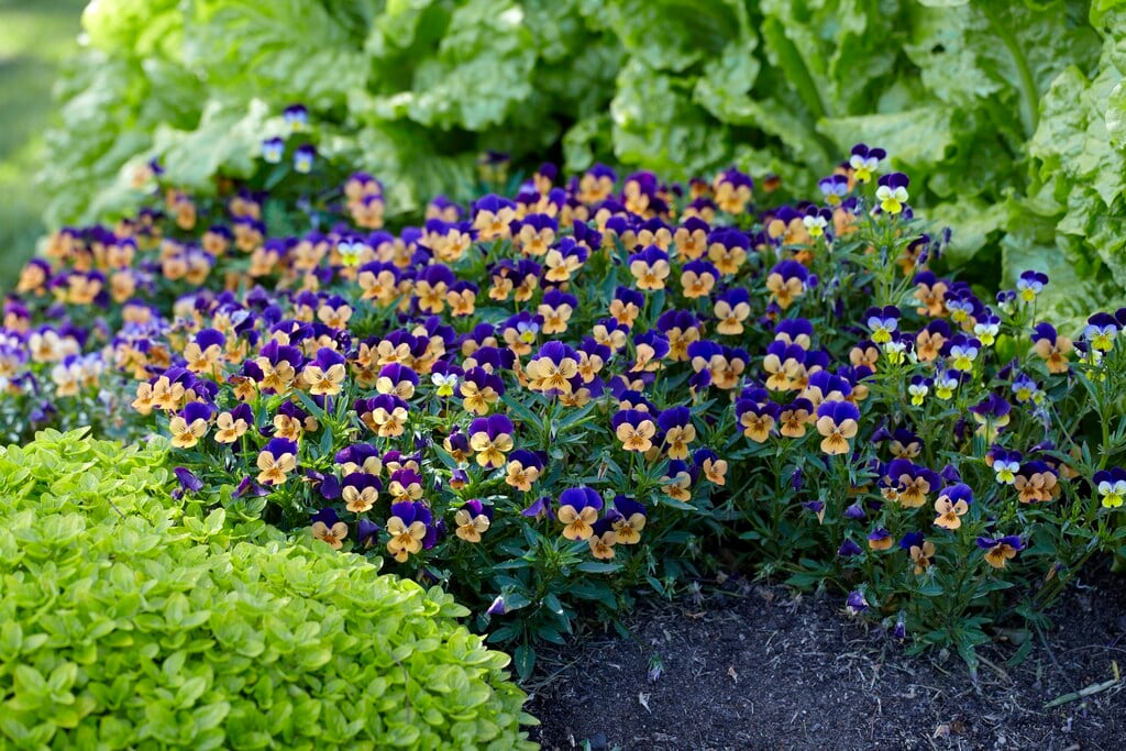 <i>Viola</i> <i>tricolor</i> subsp. <i>tricolor</i>