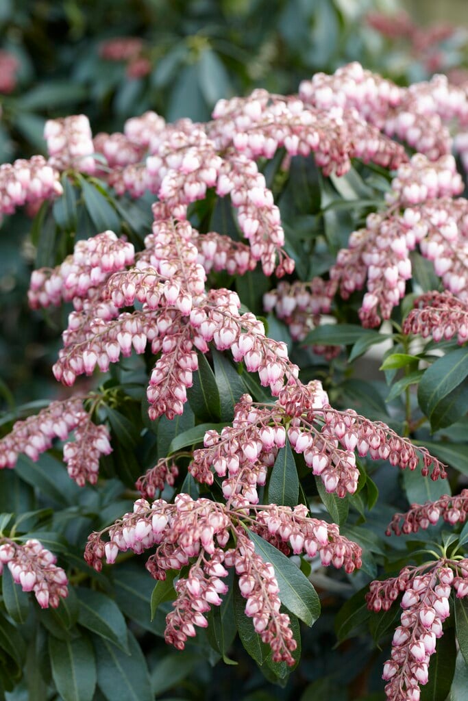 pieris 'Katsura'