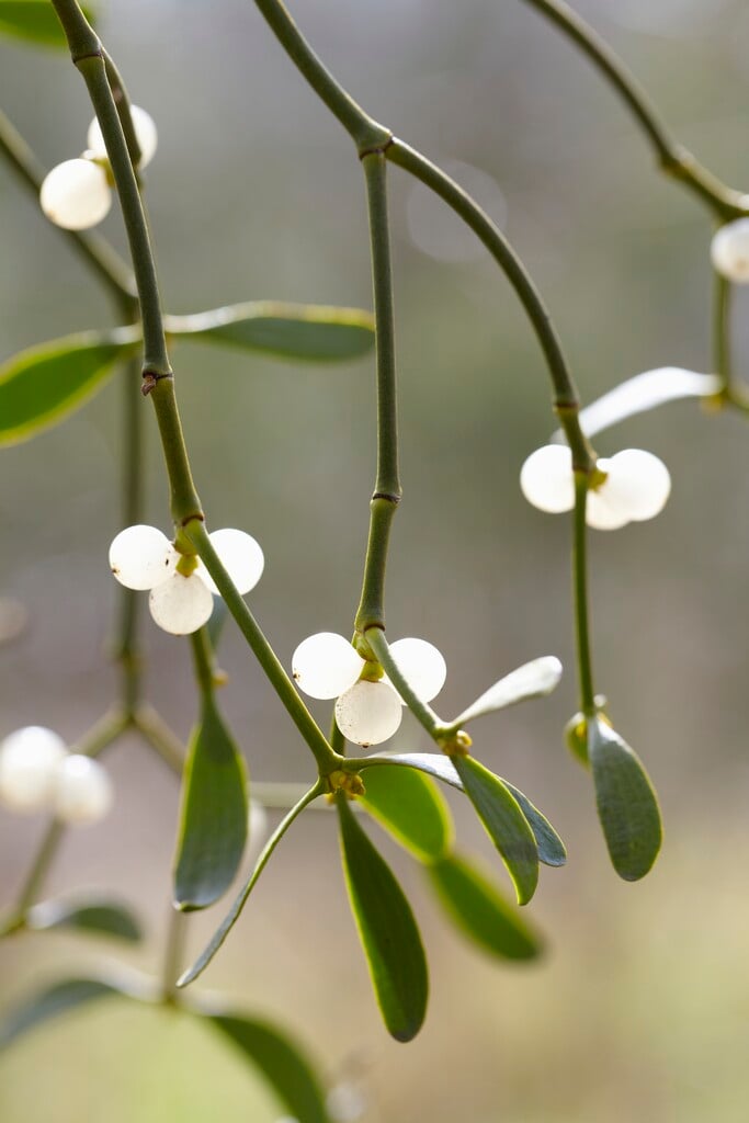 mistletoe
