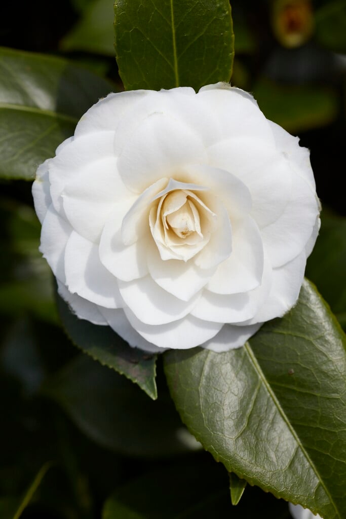 Camellia japonica &Snow White& | camellia &Snow White& Shrubs/RHS