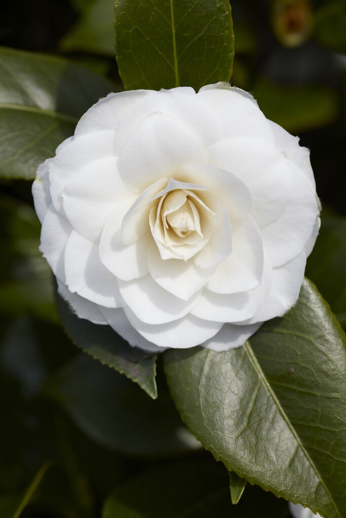 camellia 'Snow White'