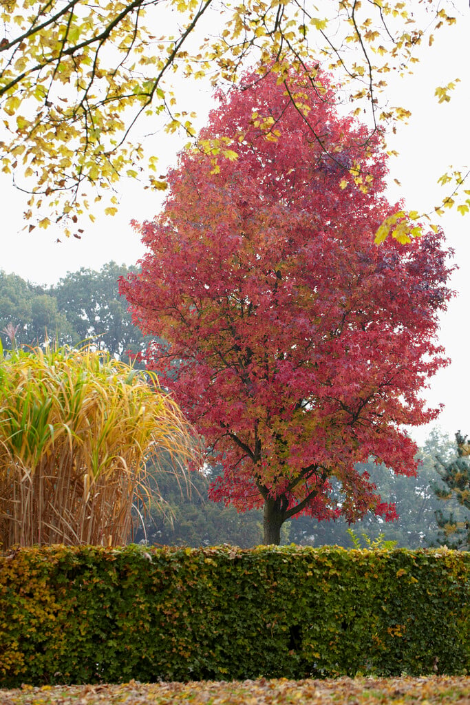 sweet gum