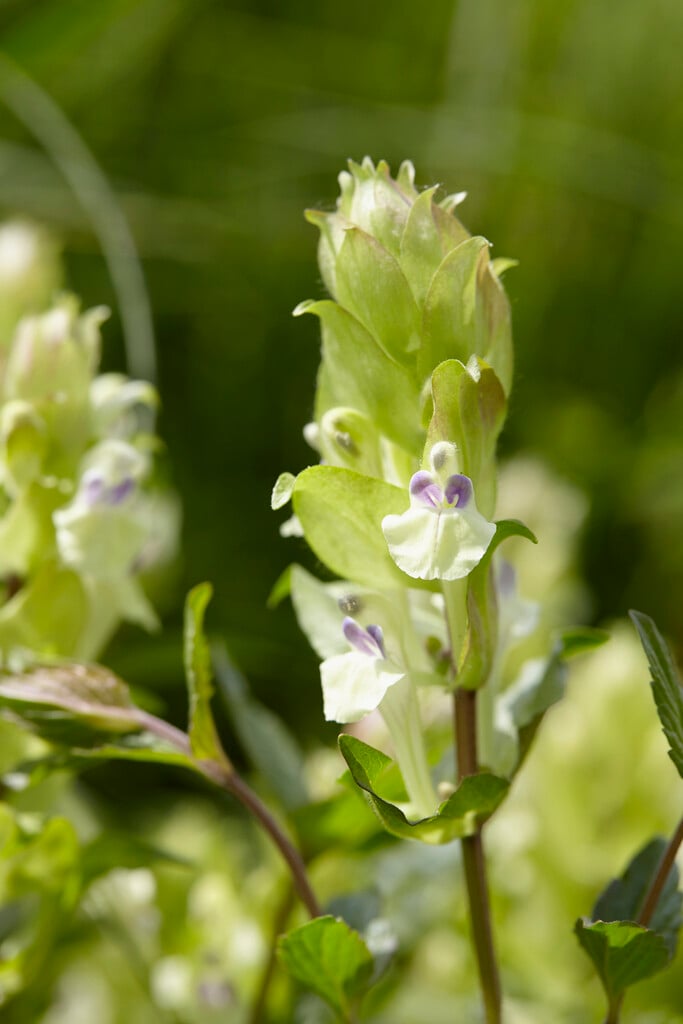 alpine skullcap