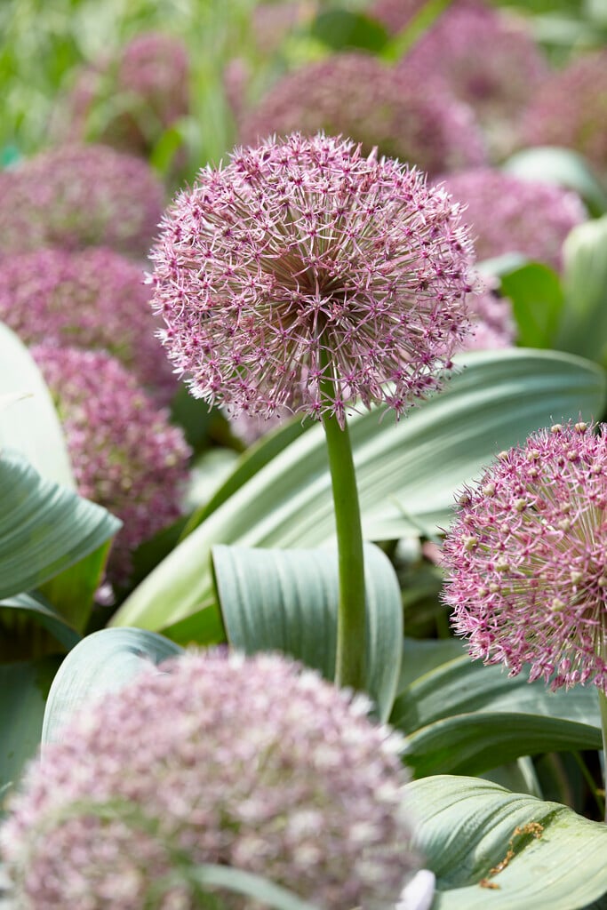 Allium Karataviense Red Giant Bulbs Rhs Gardening