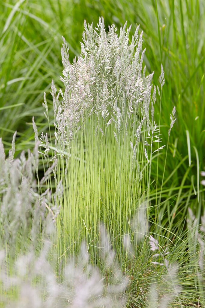 sheep's fescue