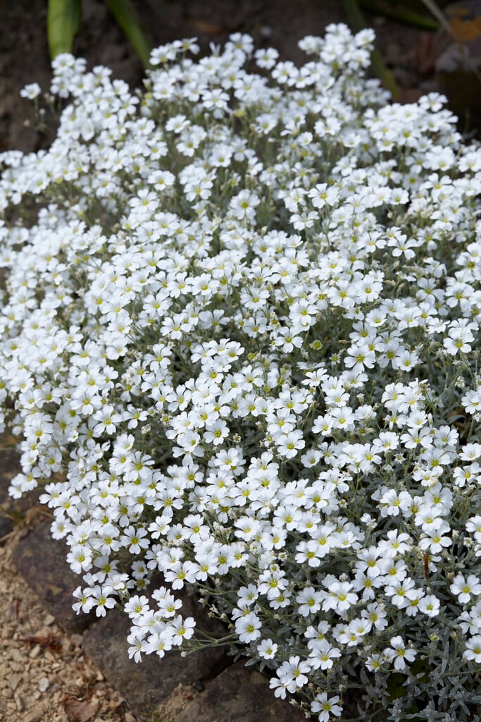 <i>Cerastium</i> <i>biebersteinii</i>