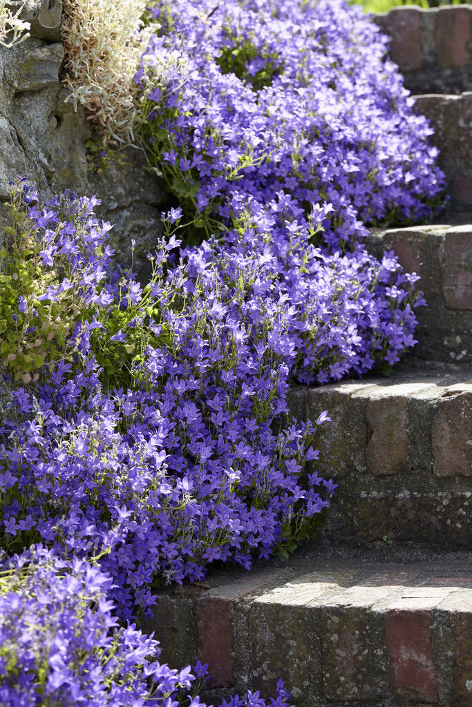 wall bellflower