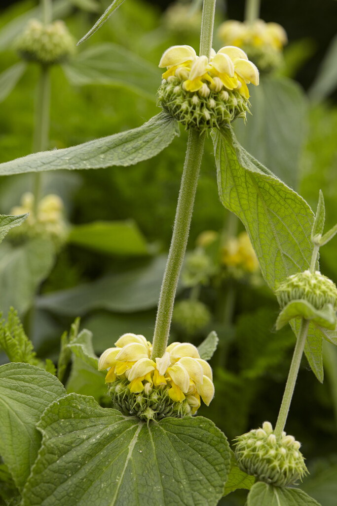 Turkish sage