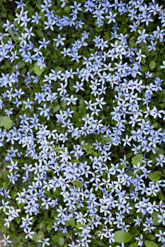 Lobelia pedunculata &County Park& | blue star creeper &County Park ...