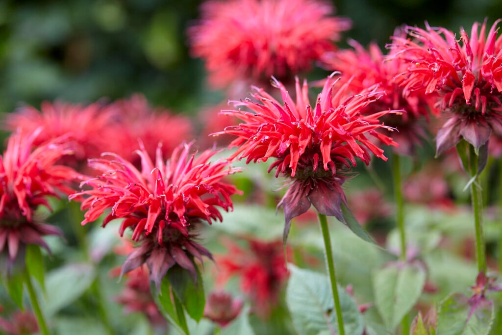 Monarda &Gardenview Scarlet& | bergamot &Gardenview Scarlet& Herbaceous ...