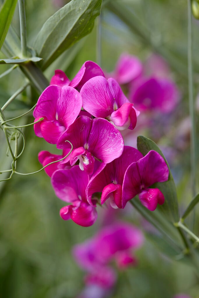 <em>Lathyrus</em> <em>latifolius</em> 'Red Pearl'