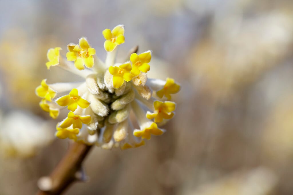 paperbush 'Winter Liebe'