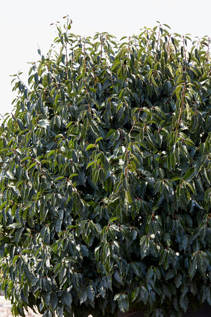 Portugal laurel