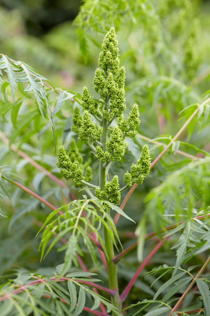 sumac Autumn Lace Group