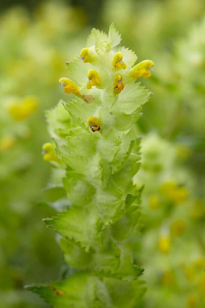 greater yellow rattle