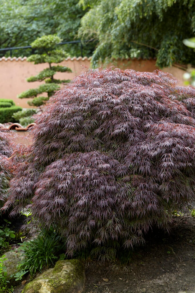 Japanese maple 'Dissectum Atropurpureum'